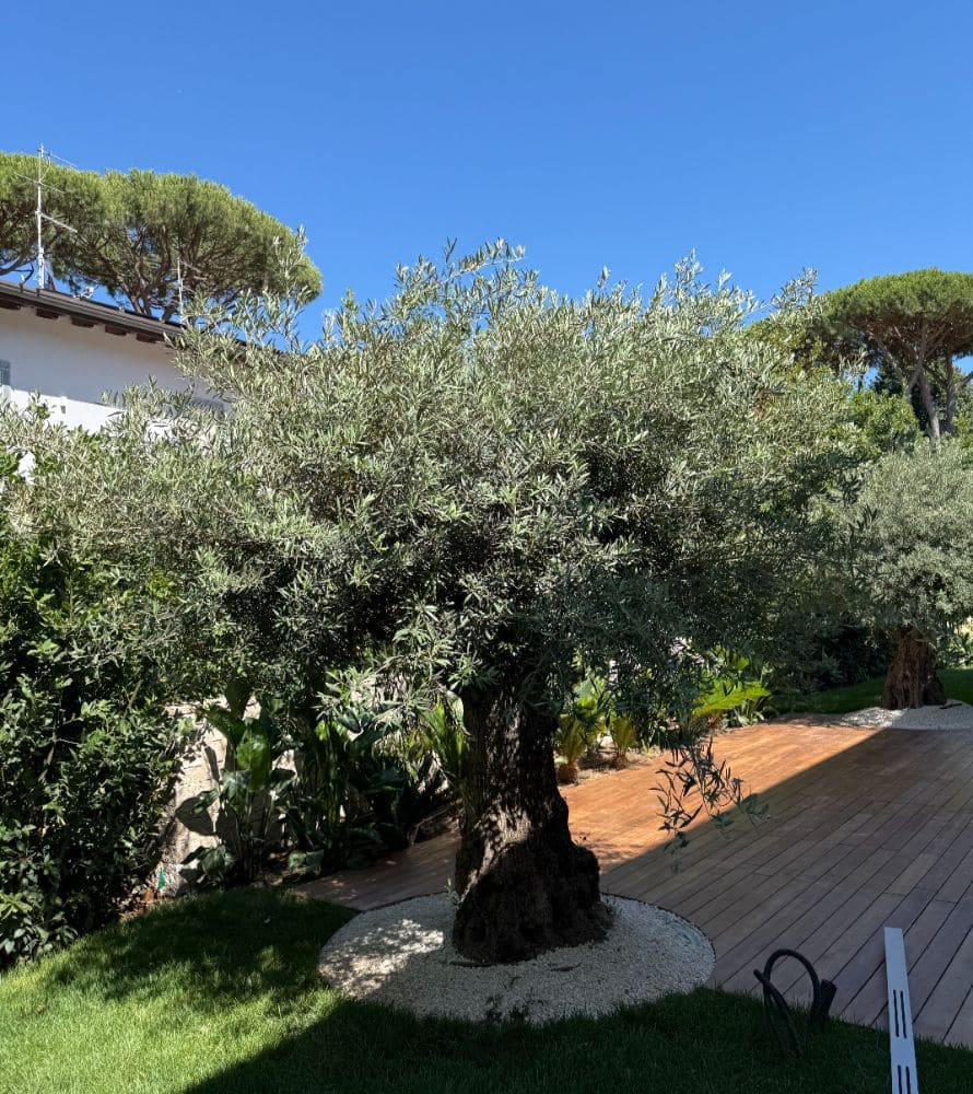 matana-manutenzione-giardini-3